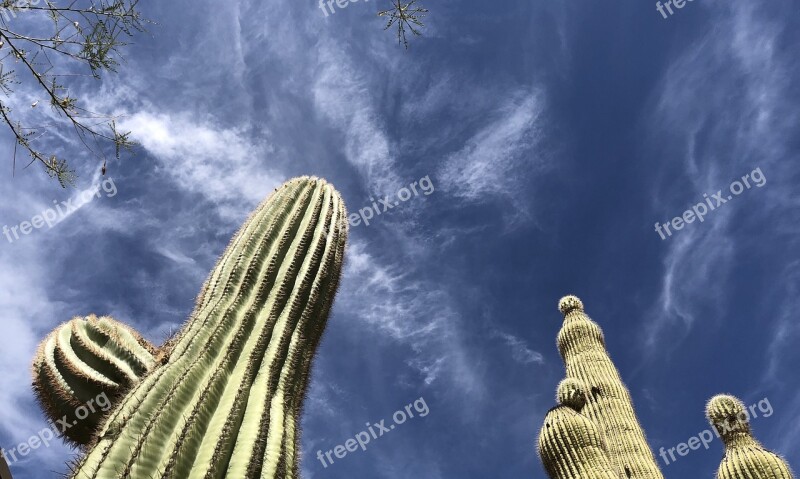 Scottsdale Cactus Sky Free Photos