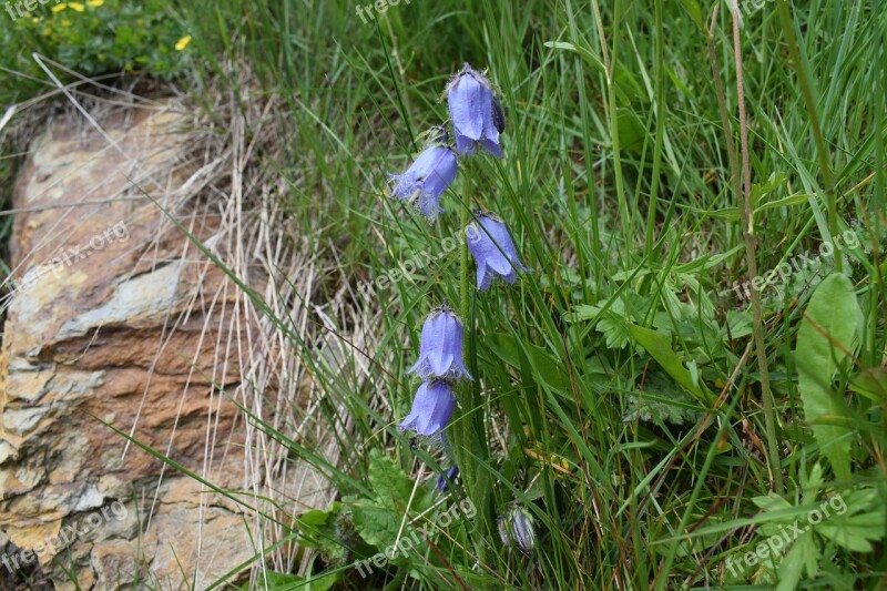 Alpine Summer Flora Bloom Blossom