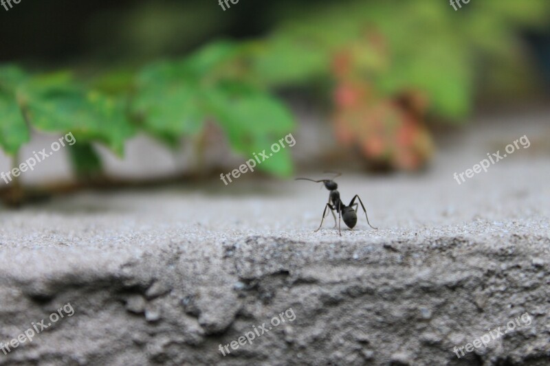 Ant Insects Nature Animal Macro