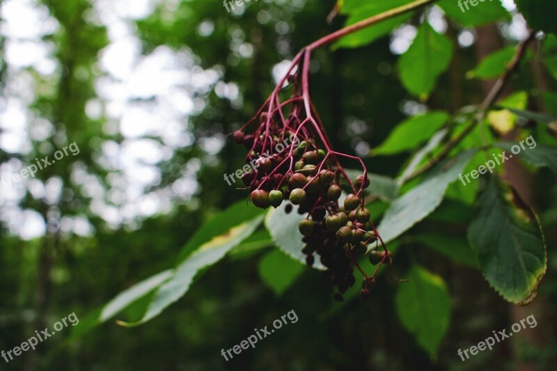 Elderberries Green Elder Berries Leaves