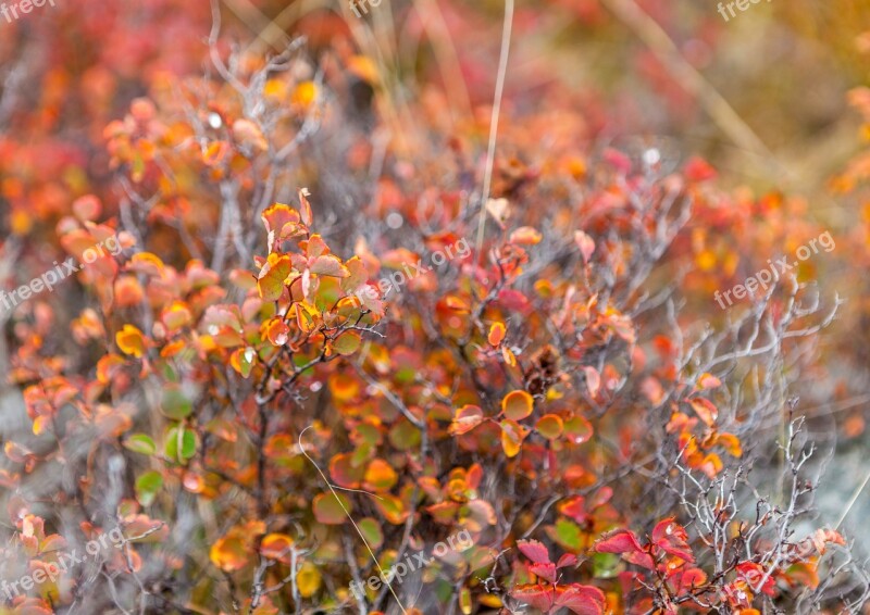 Altai Nature Plants Shrub Grass