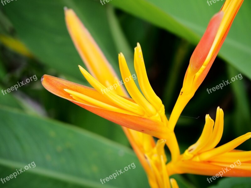 Bird Of Paradise Flower Flowers Orange Yellow