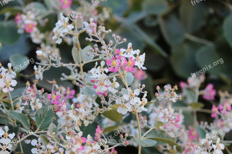 Plant Flower Nature Flora Spring