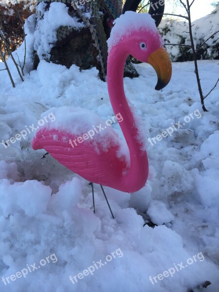 Flamingo Winter Snow Herefordshire Garden