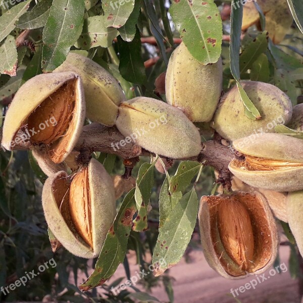 Almond Maturation Fruit Free Photos