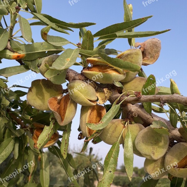 Almond Maturation Fruit Free Photos