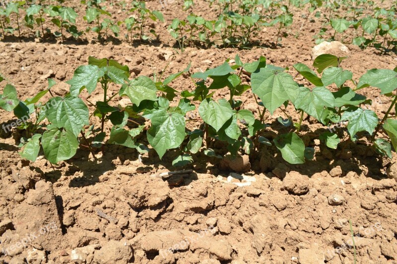 Development Vegetative Cotton Free Photos