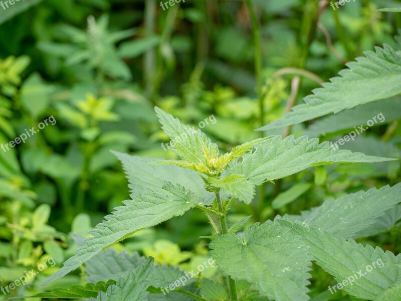 Nettle Weed Herb Nature Green