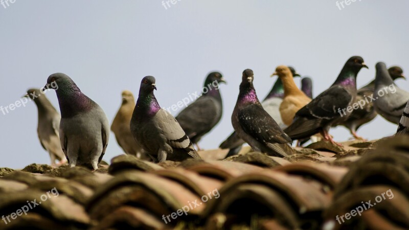 Doves Nature Plumage Cute Spring