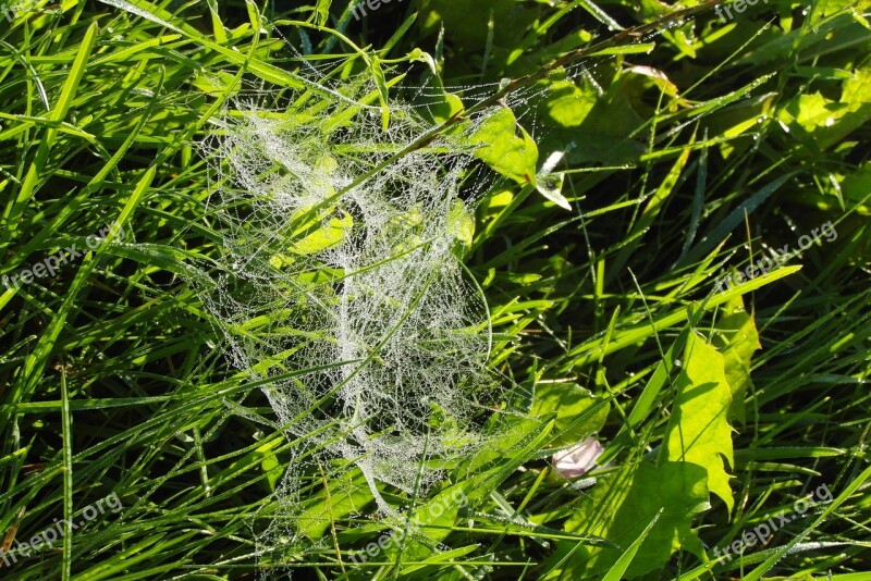 Grass Cobweb Rosa Nature Free Photos