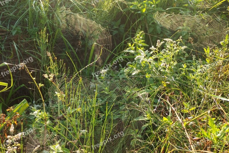 Spider Cobweb Green Nature Cobwebs