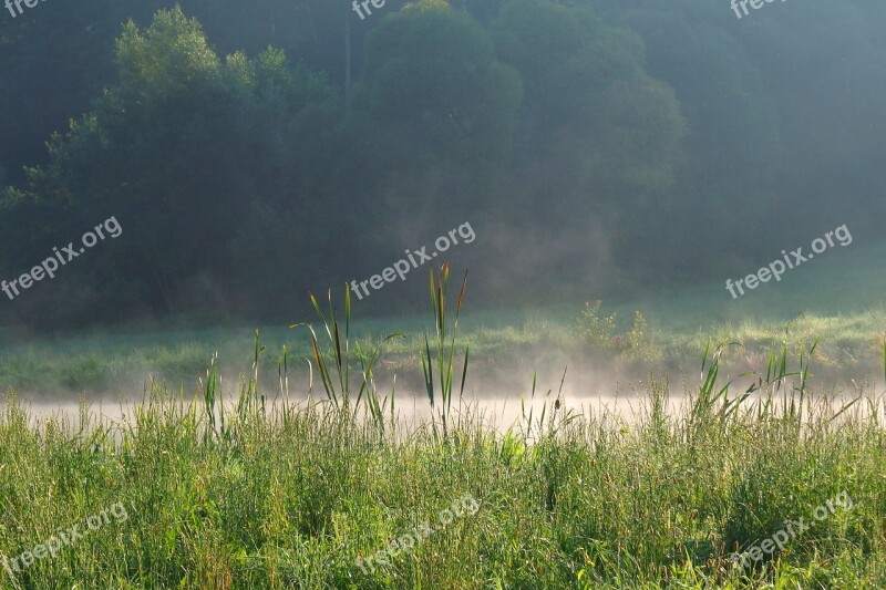 The Fog Nature Landscape Tree Forest