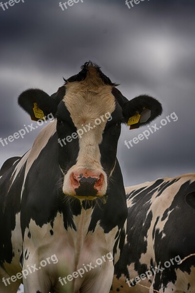 Cow Close Up Portrait Cattle Ruminant