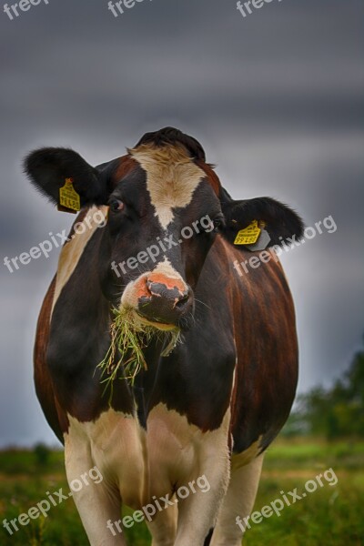 Cow Close Up Portrait Cattle Ruminant