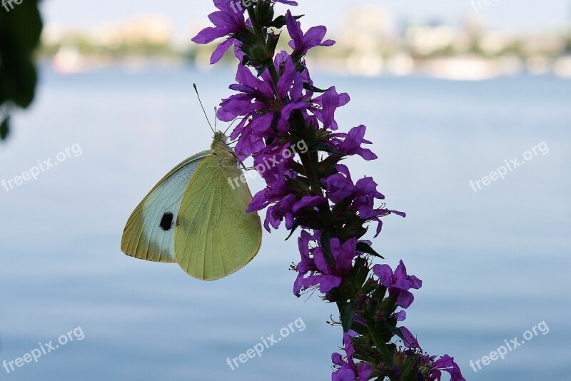 Butterfly Gonepteryx Rhamni Blossom Bloom Nature