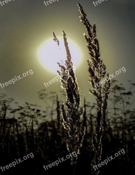 Sunset The Spike In The Sun The Glare Of The Sun On The Grass Sun Grass