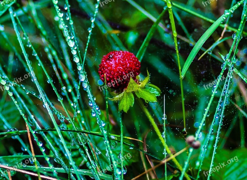 Wild Strawberries Nature Summer Red Fruit