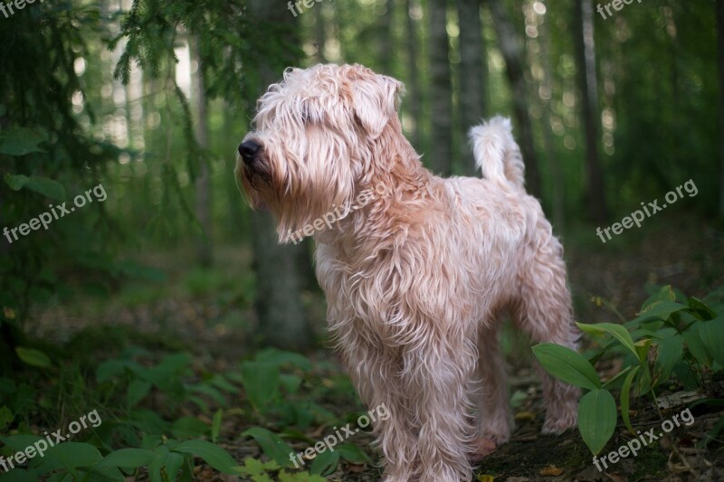 Dog Pet Animal Portrait Young