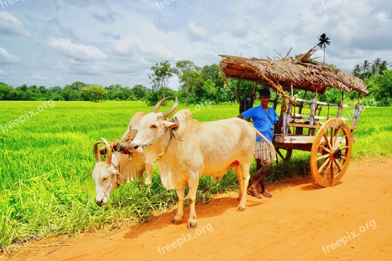 Bullock Cart Cart Transport Sri Lanka Traditional