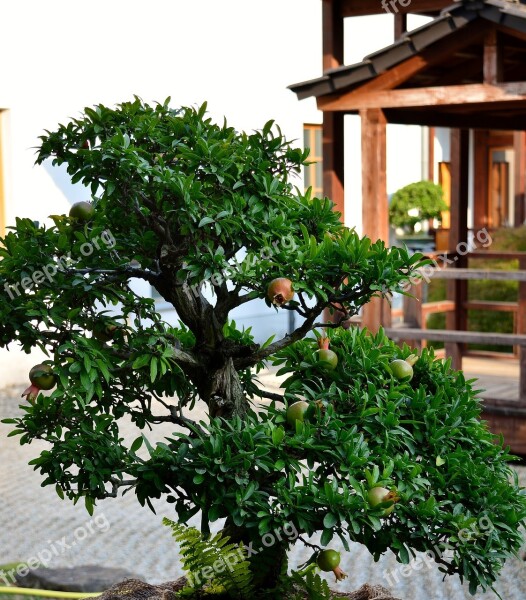 Bonsai Pomegranate Tree Japanese Garden Free Photos