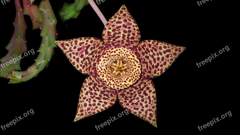 Cactus Flower Bloom Thorn Spiked