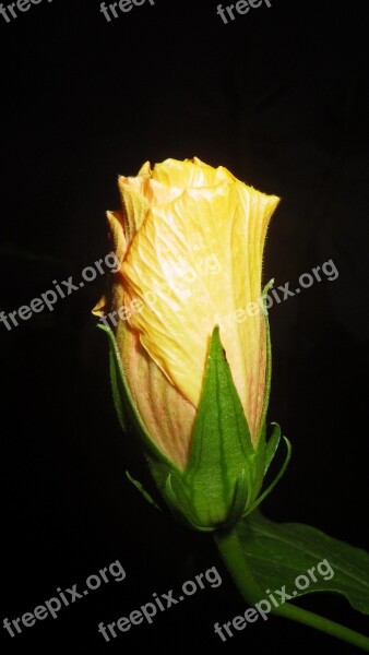 Floral Flower Petal Yellow Blooms At