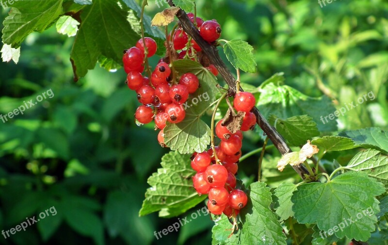 Red Currant Fruit Garden Mature Vitamins