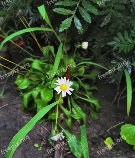 Daisy Flower Weak Greens Leaves