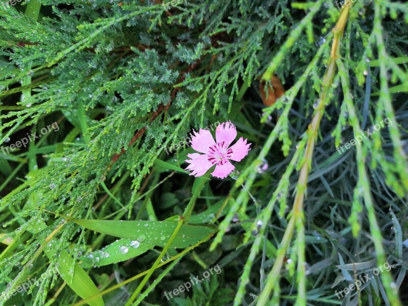 Clove Loneliness Green Pink Rosa