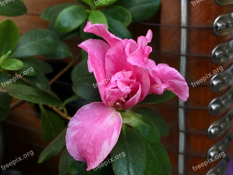 Pink Flower Ropes Rope Flowers Guitar