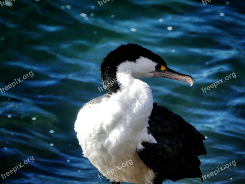 Reier Bird New Zealand Wellington Port