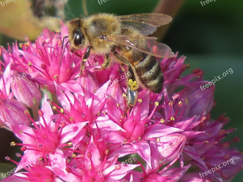 Bee Flower Pollination Collect Nectar