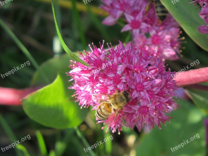 Bee Insect Pollination Nutrition Flower