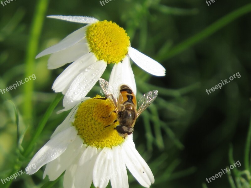 Cheloveka Common Insect Eristalis Tenax Daisy Drug