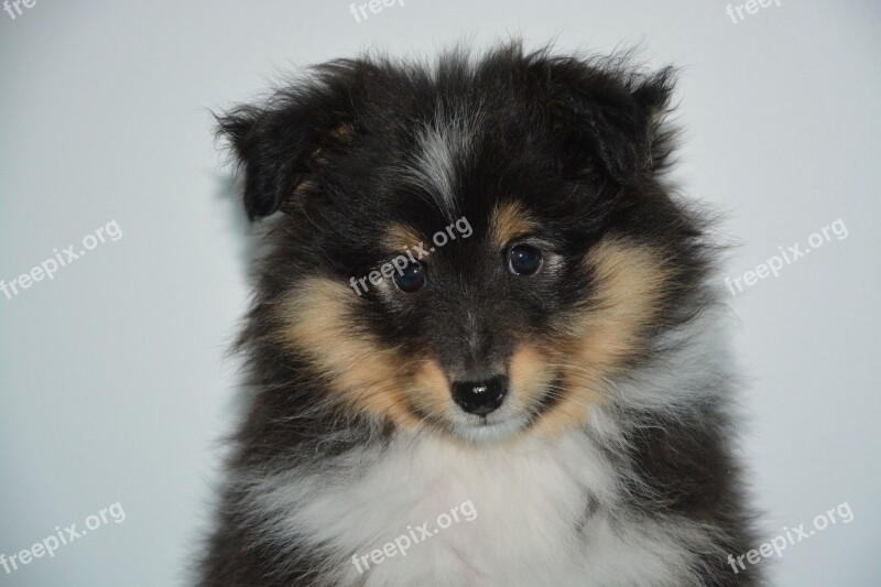 Puppy Dog Bitch Shetland Sheepdog Bitch Orka