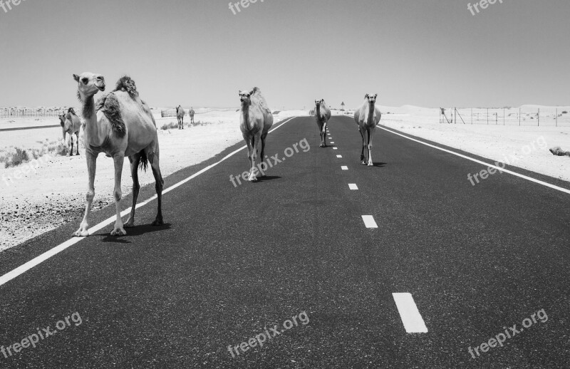 Camels Camel Desert Dubai Black And White