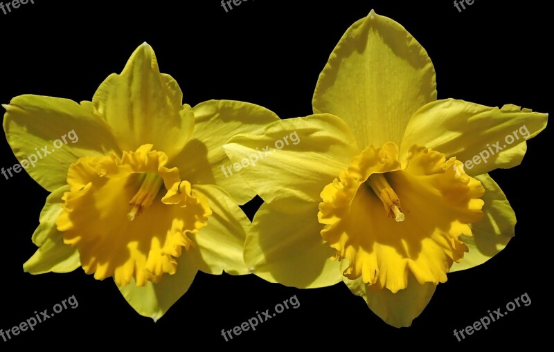 Daffodils Flowers Spring Bulbs Nature