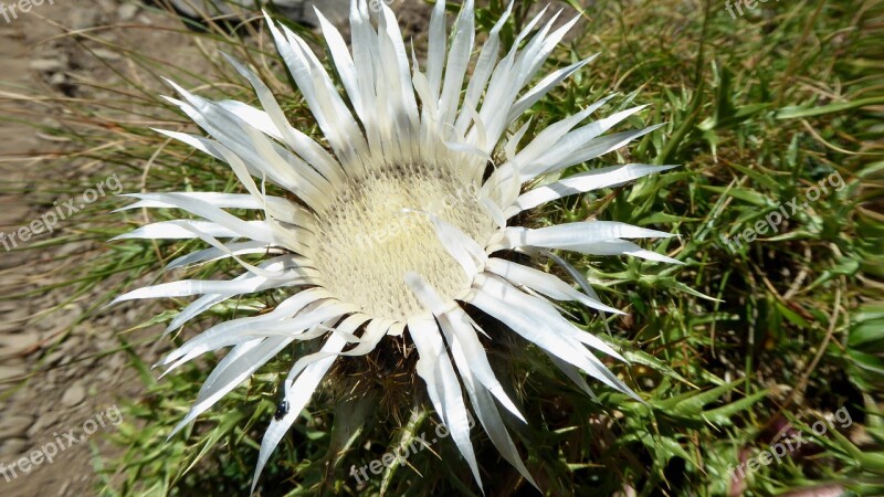 Carlina Flower Thistle Thorny Silver