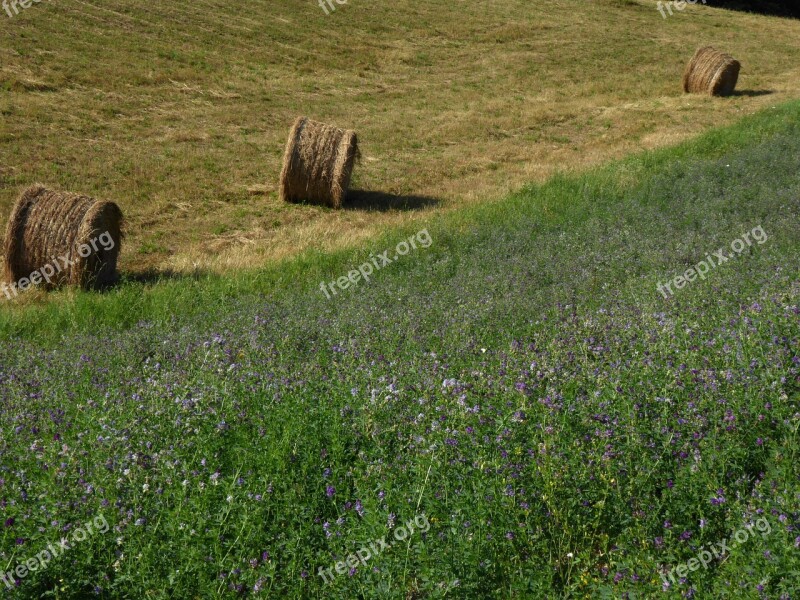 Campaign Alfalfa Bale Forage Agriculture