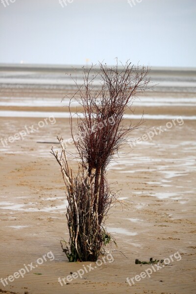 Wadden Sea Rush Waymarks Ebb Mood