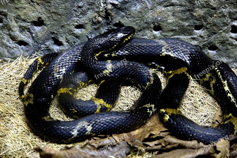 Amur Ratsnake Snake Shrenk Snake Elaphe Schrenckii Runner