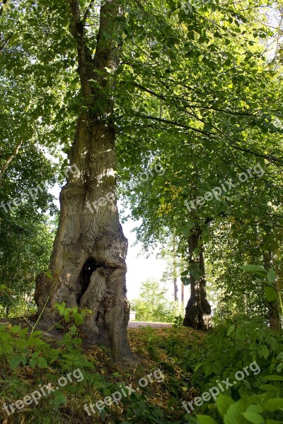 Tree Deciduous Forest Greenery Tree Trunk Free Photos