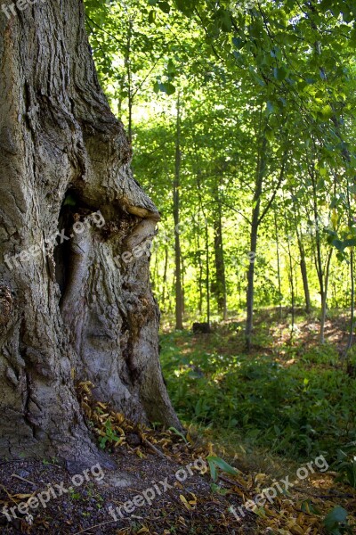 Tree Deciduous Forest Greenery Tree Trunk Free Photos