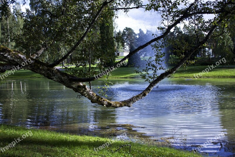 Tree Tree Branch Water Lake Greenery