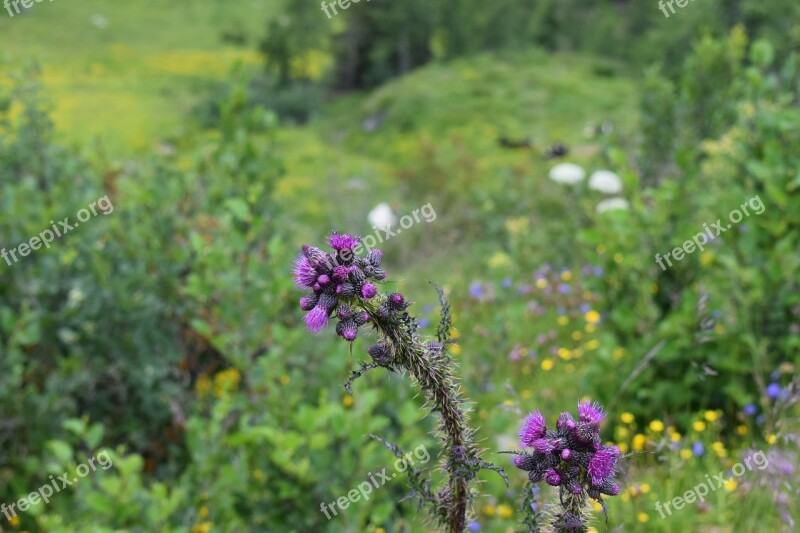 Summer Flora Bloom Blossom Nature