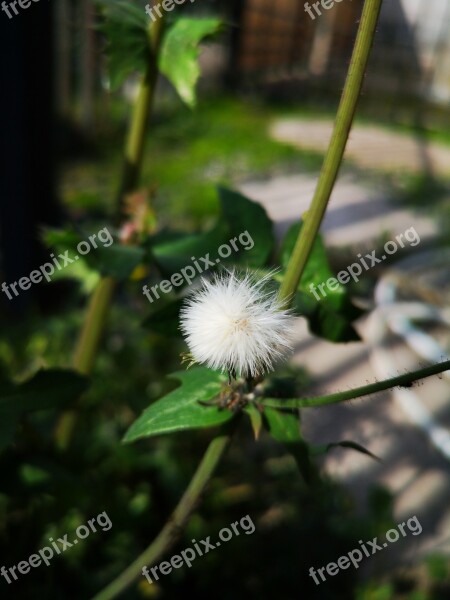 Flower Grow Up Seeds White Free Photos