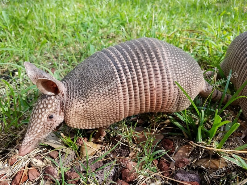 Armadillo Mammal Nature Fauna Animal