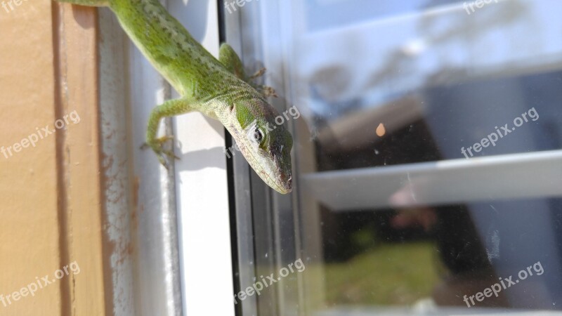 Lizard Reptile Animal Nature Green