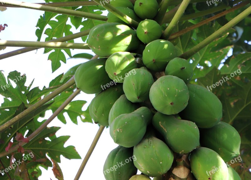 Papaya Dharwad Karnataka India Fruit