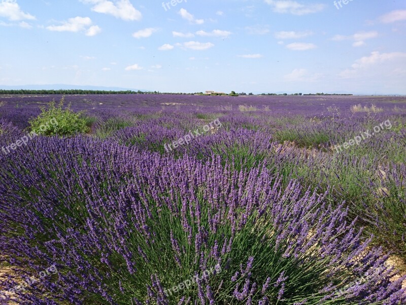 Provence Lavender Vacations Lavender Field Lavender Blossom